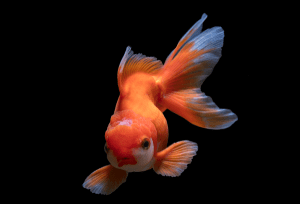 Goldfish on black background
