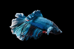 Betta Fish on Black Background