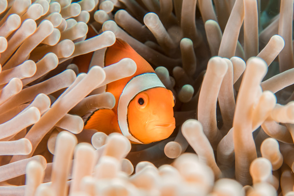 clownfish in anemone