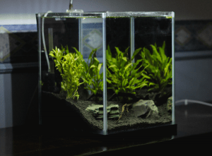 Planted Aquarium