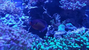 coral beauty angelfish near coral