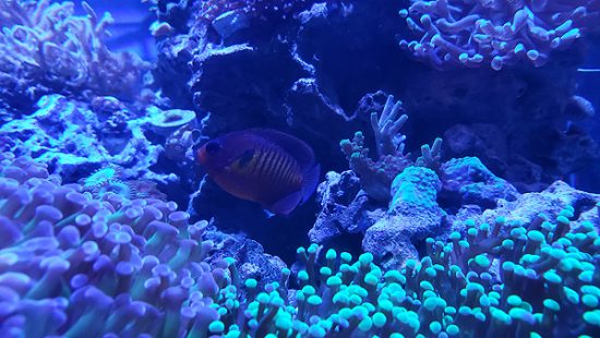 coral beauty angelfish near coral
