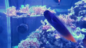 bicolor blenny swimming