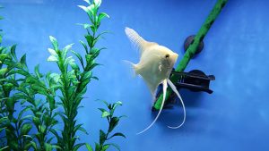 Freshwater Angelfish