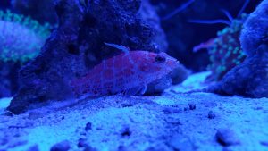 Pygmy Hawkfish