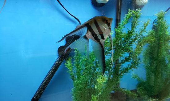 Veil Angelfish Swimming