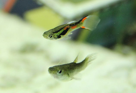 endler's livebearers in fish tank