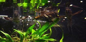 african butterflyfish