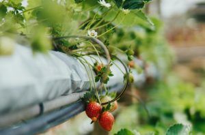 Aquaponics system plant