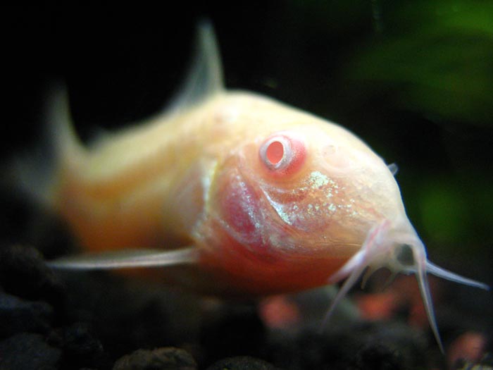 Albino Cory Catfish