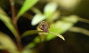 Freshwater Pest Snails