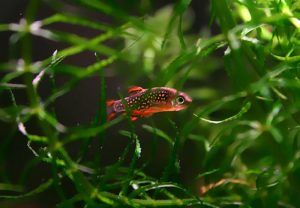 Celestial Pearl Danio in plants