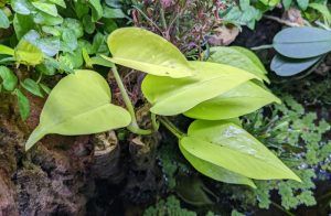 Neon Pothos in paludarium