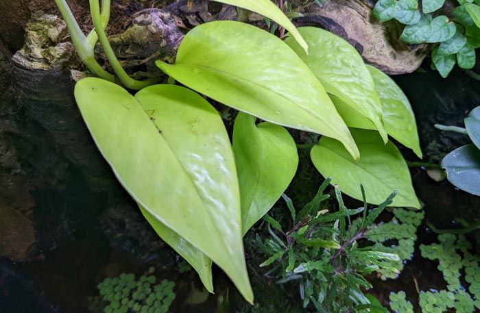 Neon Pothos Growing