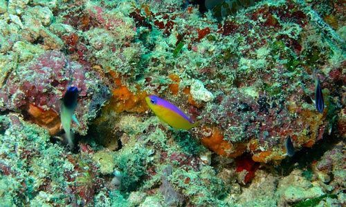 purple striped dottyback
