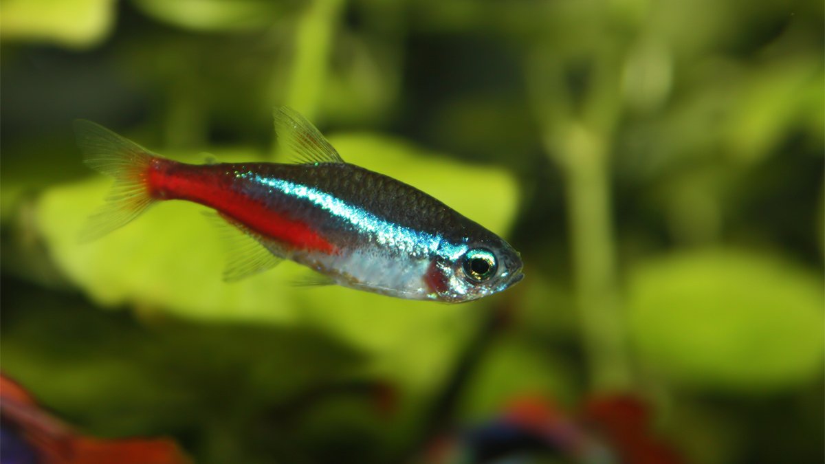 Neon Tetra