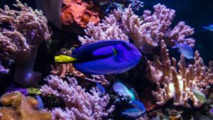 Blue Hippo Tang