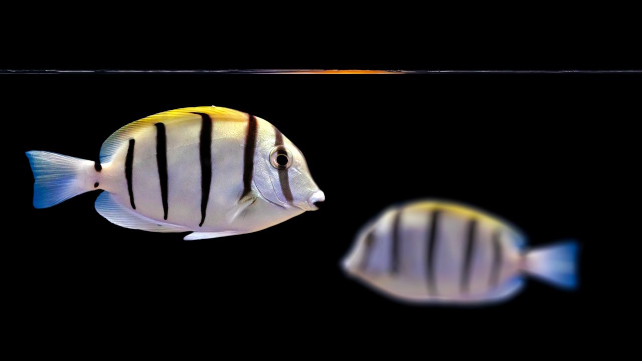 Convict Tang