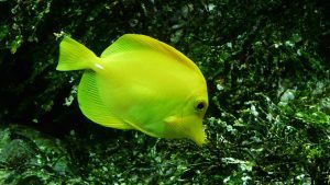 yellow tang