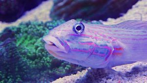 Diamond Goby