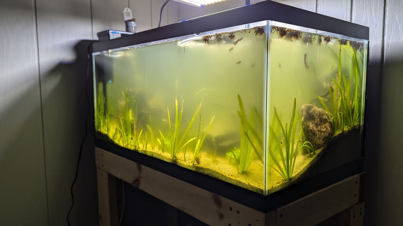 phytoplankton aquarium