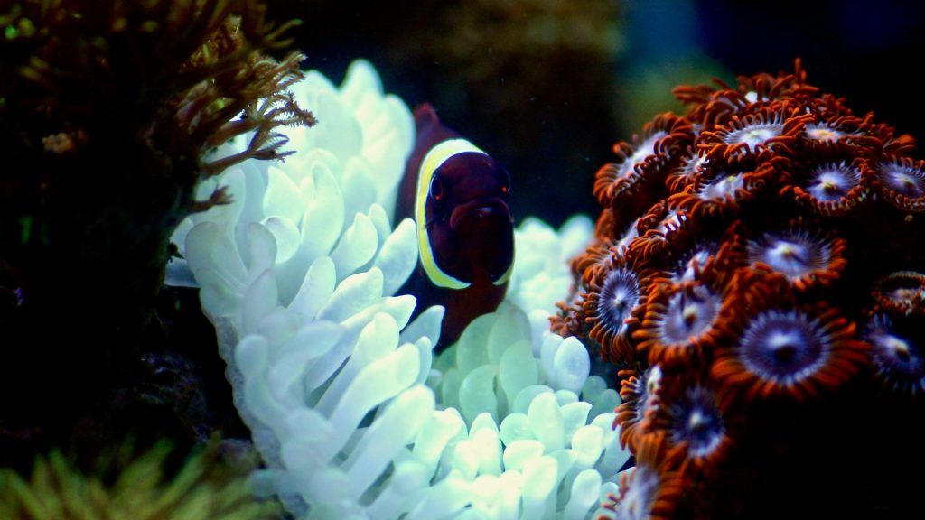 Maroon Clownfish