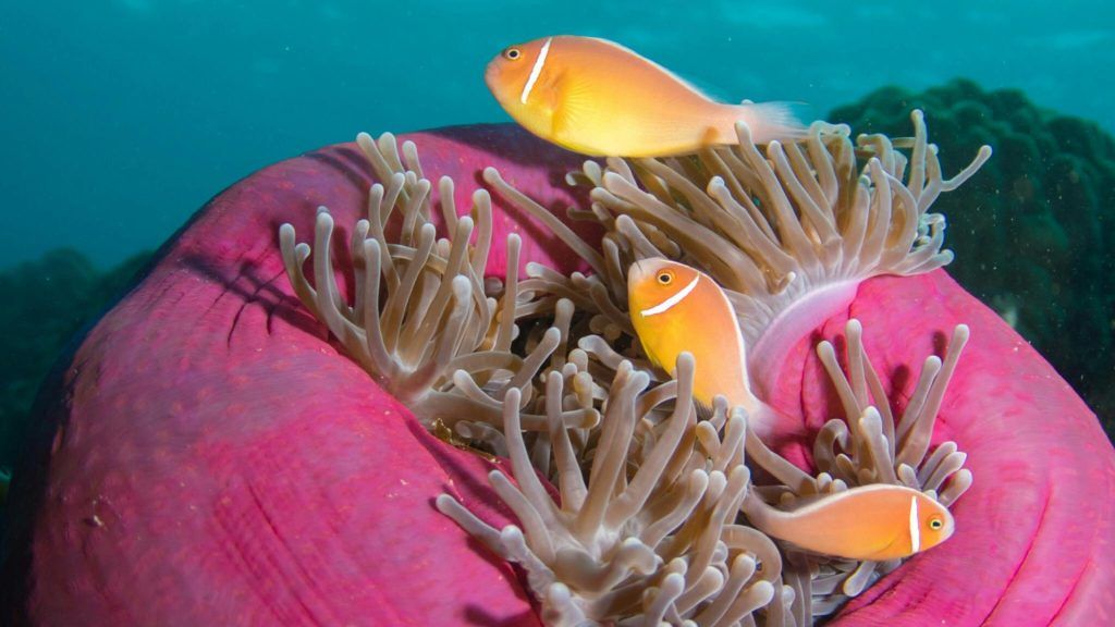 Skunk Clownfish