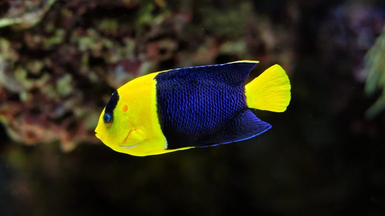 Bicolor Angelfish
