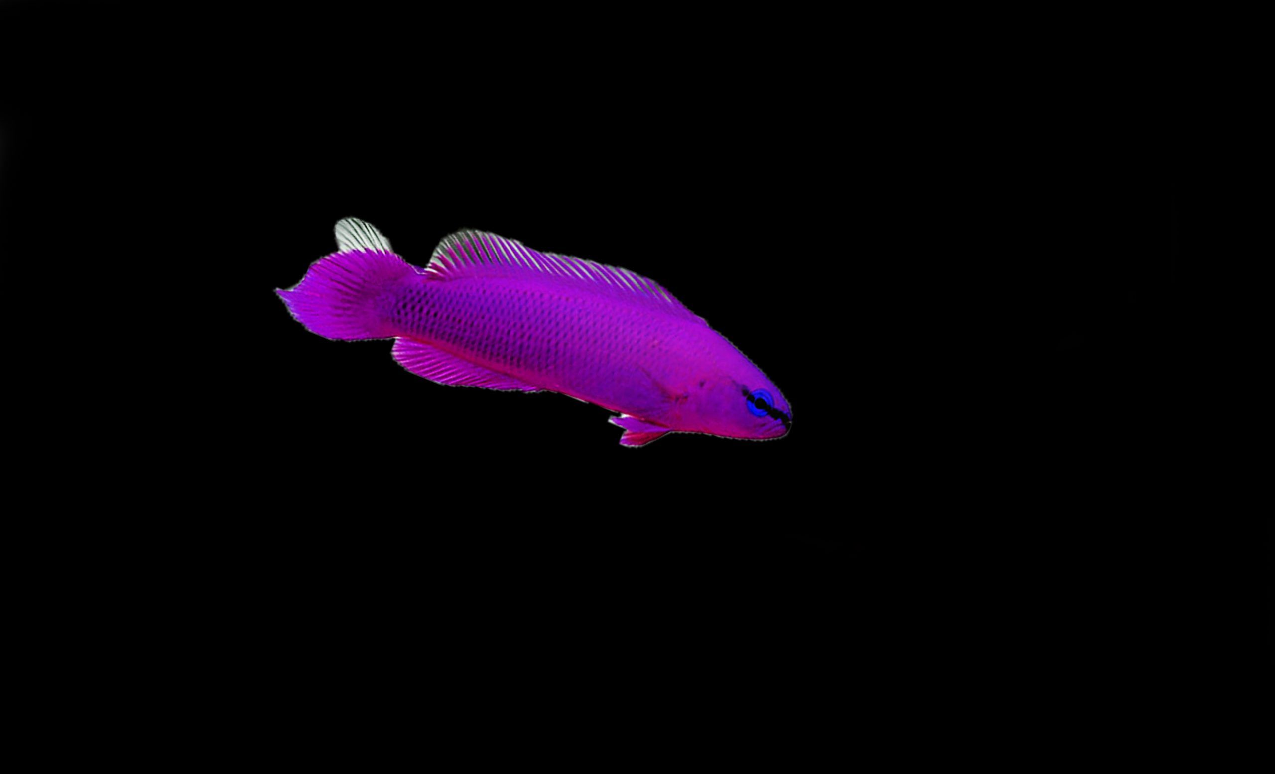 Orchid Dottyback