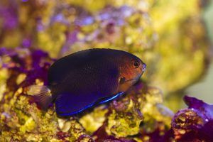 pygmy angelfish