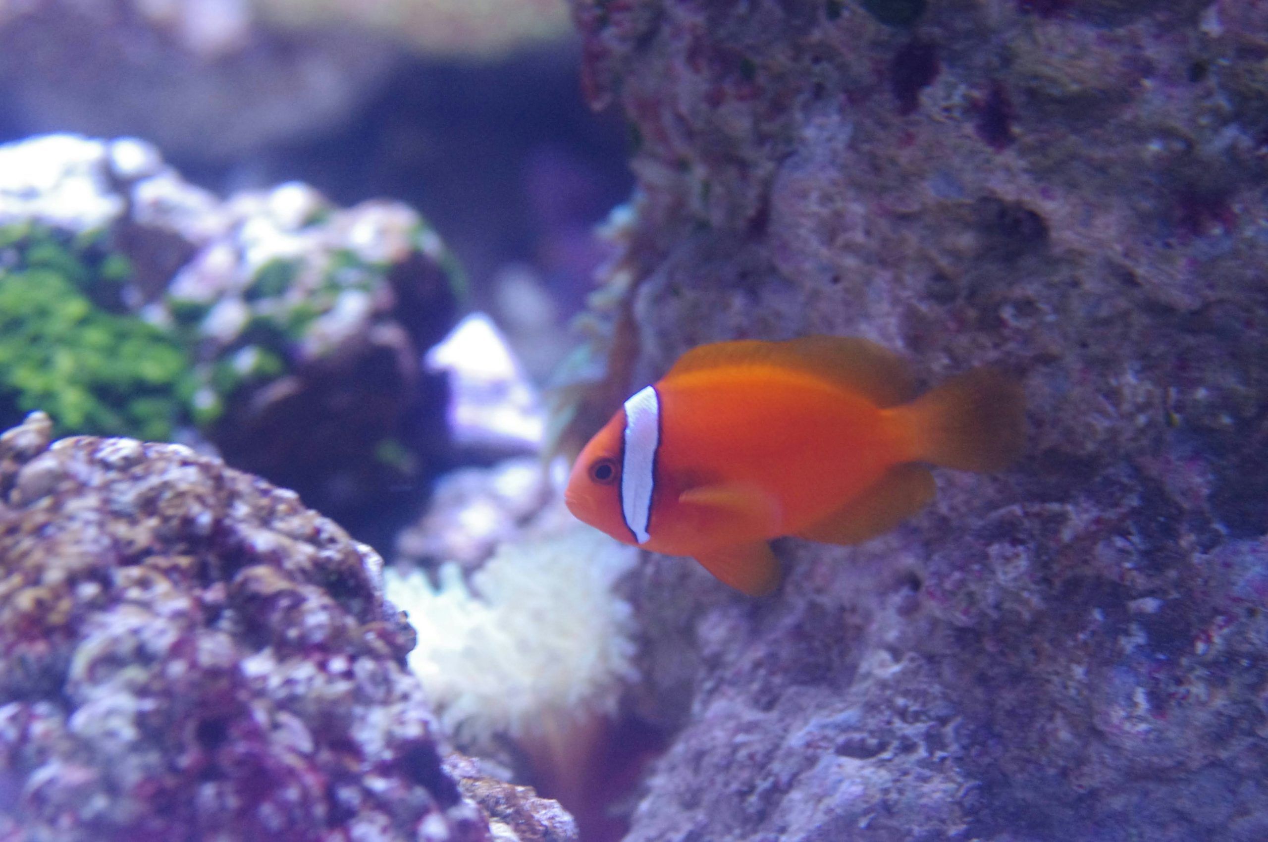 Tomato Clownfish